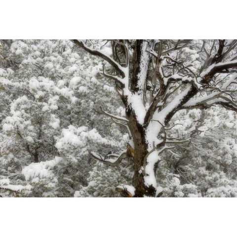 UT, Juniper and pines blanketed with fresh snow White Modern Wood Framed Art Print by Paulson, Don