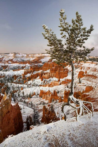 Utah, View of Bryce Canyon in winter Black Ornate Wood Framed Art Print with Double Matting by Paulson, Don