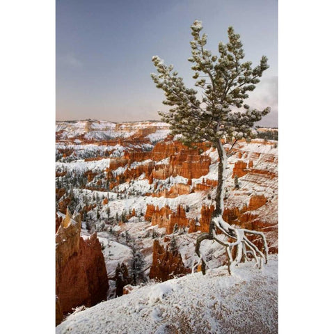 Utah, View of Bryce Canyon in winter Gold Ornate Wood Framed Art Print with Double Matting by Paulson, Don