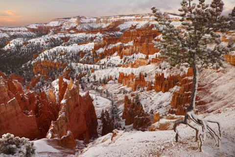Utah, View of Bryce Canyon in winter White Modern Wood Framed Art Print with Double Matting by Paulson, Don
