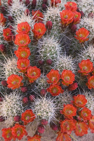 Utah, Canyonlands NP Claretcup cactus in bloom White Modern Wood Framed Art Print with Double Matting by Paulson, Don