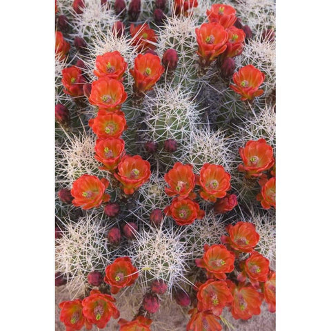 Utah, Canyonlands NP Claretcup cactus in bloom Black Modern Wood Framed Art Print by Paulson, Don