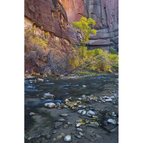 UT, Zion NP The Narrows with cottonwood trees White Modern Wood Framed Art Print by Rotenberg, Nancy