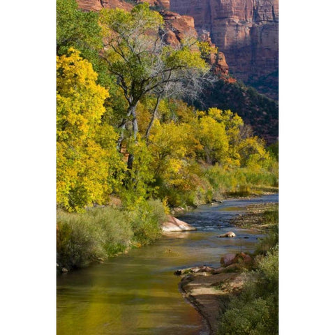 UT, Zion NP Virgin River and cottonwood trees Black Modern Wood Framed Art Print by Rotenberg, Nancy