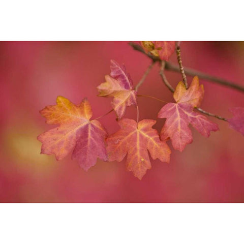 Utah, Zion NP Close-up of sawtooth maple branch Black Modern Wood Framed Art Print with Double Matting by Rotenberg, Nancy