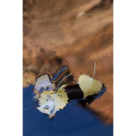 UT, Zion NP Cottonwood leaves in Pine Creek White Modern Wood Framed Art Print by Rotenberg, Nancy
