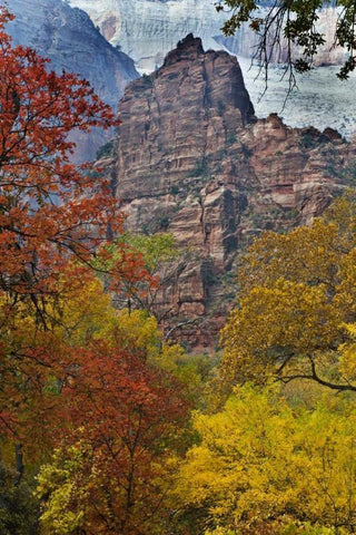 USA, Utah, Zion NP Fall foliage in The Narrows White Modern Wood Framed Art Print with Double Matting by Rotenberg, Nancy