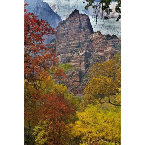 USA, Utah, Zion NP Fall foliage in The Narrows White Modern Wood Framed Art Print by Rotenberg, Nancy