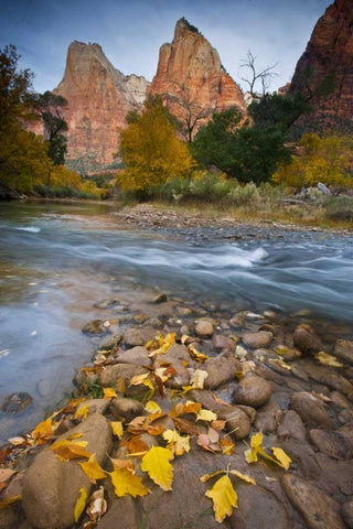 UT, Zion NP The Sentinel and fallen leaves White Modern Wood Framed Art Print with Double Matting by Rotenberg, Nancy