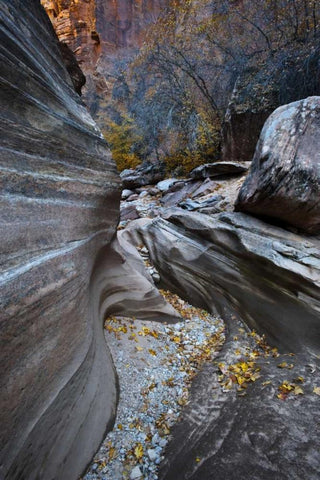 UT, Zion NP Canyon in fall along a Highway White Modern Wood Framed Art Print with Double Matting by Rotenberg, Nancy