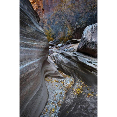 UT, Zion NP Canyon in fall along a Highway White Modern Wood Framed Art Print by Rotenberg, Nancy