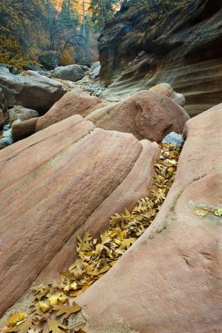 UT, Zion NP Canyon walls with fallen leaves White Modern Wood Framed Art Print with Double Matting by Rotenberg, Nancy