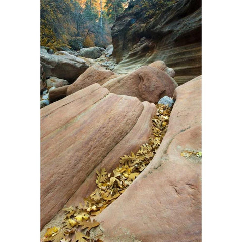 UT, Zion NP Canyon walls with fallen leaves Black Modern Wood Framed Art Print with Double Matting by Rotenberg, Nancy