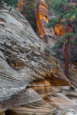 Utah, Zion NP Rock formations in Red Rock Canyon White Modern Wood Framed Art Print with Double Matting by Rotenberg, Nancy