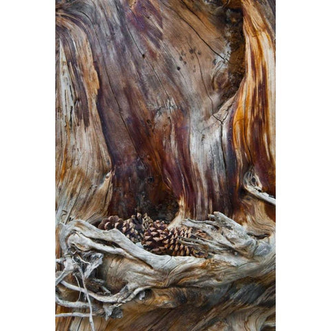 USA, Utah, Zion NP Trunk with fallen pine cones Black Modern Wood Framed Art Print with Double Matting by Rotenberg, Nancy