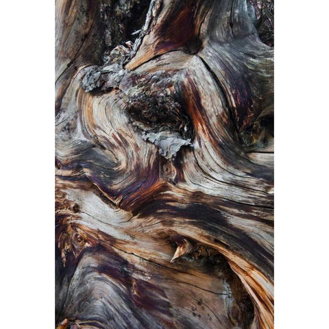 USA, Utah, Zion NP Gnarled dead tree stump Gold Ornate Wood Framed Art Print with Double Matting by Rotenberg, Nancy