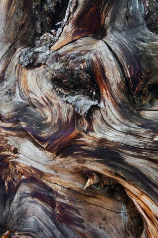 USA, Utah, Zion NP Gnarled dead tree stump White Modern Wood Framed Art Print with Double Matting by Rotenberg, Nancy