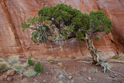 UT, Monument Valley Juniper tree in barren land White Modern Wood Framed Art Print with Double Matting by Rotenberg, Nancy