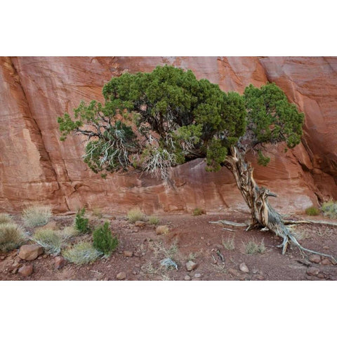 UT, Monument Valley Juniper tree in barren land Black Modern Wood Framed Art Print by Rotenberg, Nancy