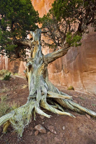 UT, Monument Valley Juniper tree in barren land White Modern Wood Framed Art Print with Double Matting by Rotenberg, Nancy