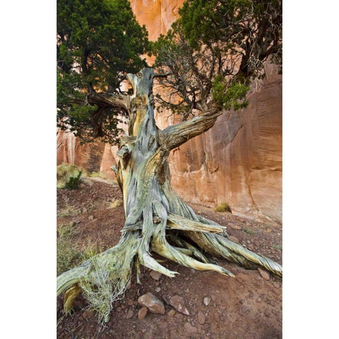 UT, Monument Valley Juniper tree in barren land Black Modern Wood Framed Art Print by Rotenberg, Nancy