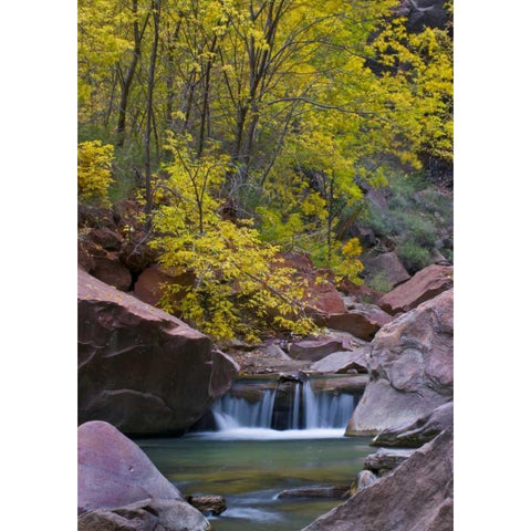 UT, Zion Virgin River waterfall and The Narrows Gold Ornate Wood Framed Art Print with Double Matting by Rotenberg, Nancy