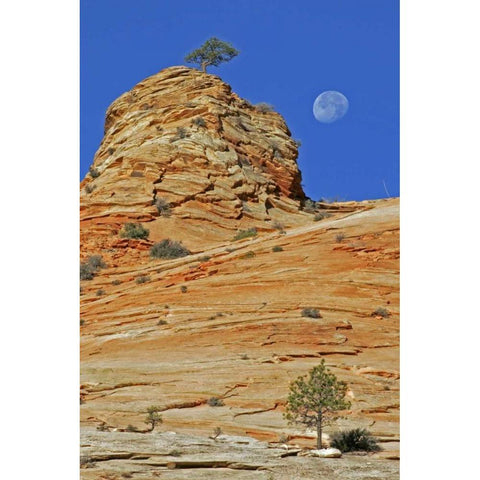 UT, Zion NP Moonset on rock formation Black Modern Wood Framed Art Print with Double Matting by Illg, Cathy and Gordon