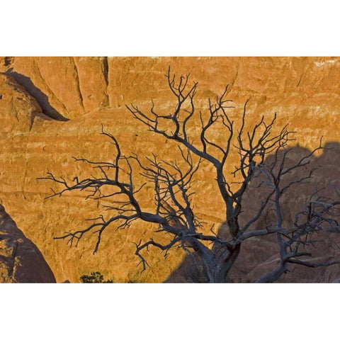UT, Arches NP Juniper tree skeleton at sunset Gold Ornate Wood Framed Art Print with Double Matting by Illg, Cathy and Gordon