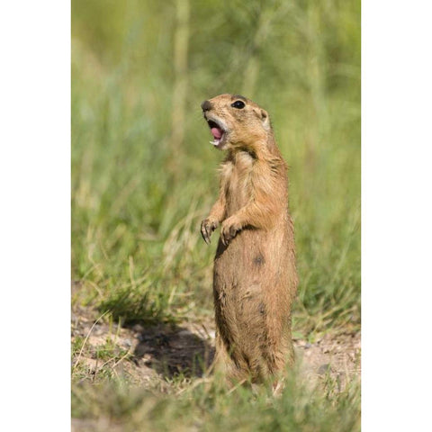 Utah, Bryce Canyon Utah prairie dog calling Black Modern Wood Framed Art Print by Welling, Dave