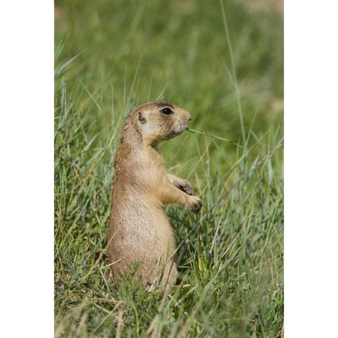 Utah, Bryce Canyon Utah prairie dog calling Black Modern Wood Framed Art Print by Welling, Dave