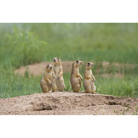 UT, Bryce Canyon Utah prairie dogs by den Black Modern Wood Framed Art Print by Welling, Dave