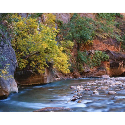 Utah, Zion NP The Virgin River in the Narrows Gold Ornate Wood Framed Art Print with Double Matting by Flaherty, Dennis