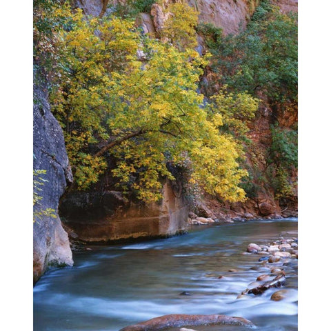 Utah, Zion NP The Virgin River in the Narrows White Modern Wood Framed Art Print by Flaherty, Dennis