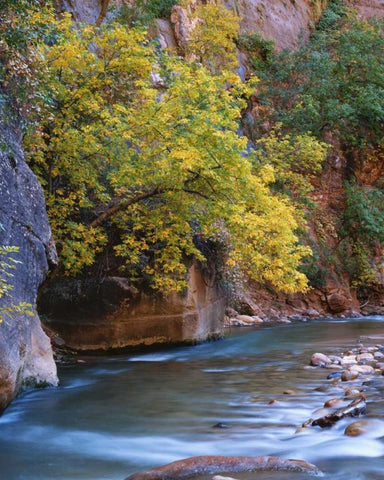 Utah, Zion NP The Virgin River in the Narrows White Modern Wood Framed Art Print with Double Matting by Flaherty, Dennis