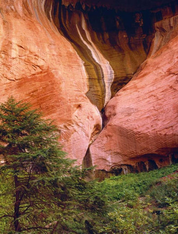 USA, Utah, Zion NP View of Double-Arch Alcove Black Ornate Wood Framed Art Print with Double Matting by Flaherty, Dennis