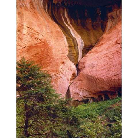 USA, Utah, Zion NP View of Double-Arch Alcove Black Modern Wood Framed Art Print with Double Matting by Flaherty, Dennis