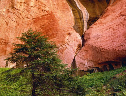 USA, Utah, Zion NP View of Double-Arch Alcove White Modern Wood Framed Art Print with Double Matting by Flaherty, Dennis