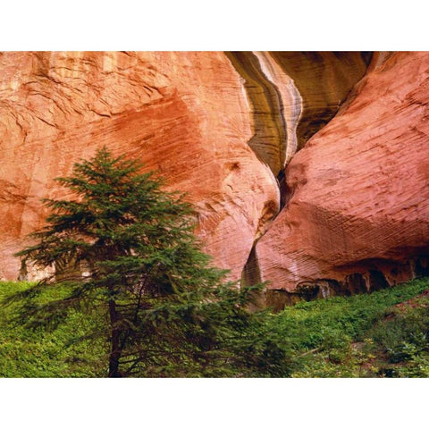 USA, Utah, Zion NP View of Double-Arch Alcove White Modern Wood Framed Art Print by Flaherty, Dennis