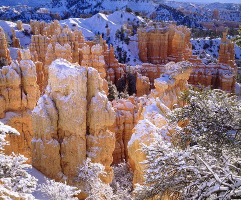 Utah, Bryce Canyon NP in Winter Black Ornate Wood Framed Art Print with Double Matting by Talbot Frank, Christopher