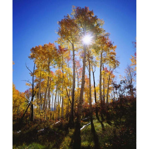 Utah, Fall colors of Aspen trees White Modern Wood Framed Art Print by Talbot Frank, Christopher