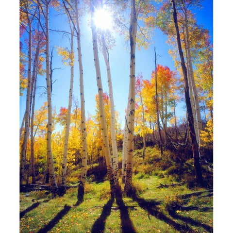 USA, Utah, Fall colors of Aspen trees Gold Ornate Wood Framed Art Print with Double Matting by Talbot Frank, Christopher