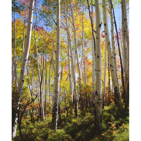 USA, Utah, Fall colors of Aspen trees Gold Ornate Wood Framed Art Print with Double Matting by Talbot Frank, Christopher