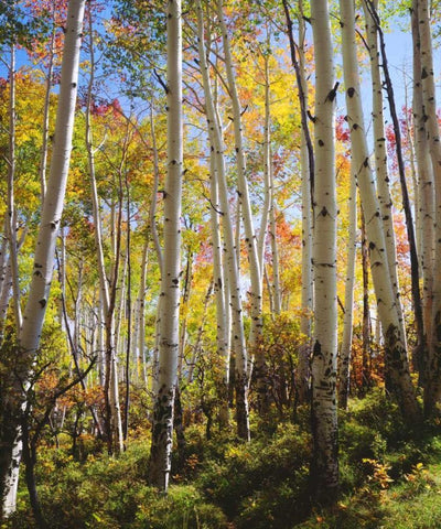 USA, Utah, Fall colors of Aspen trees White Modern Wood Framed Art Print with Double Matting by Talbot Frank, Christopher