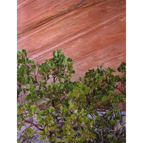 Utah, Zion NP Manzanita bush and sandstone wall Black Modern Wood Framed Art Print with Double Matting by Flaherty, Dennis