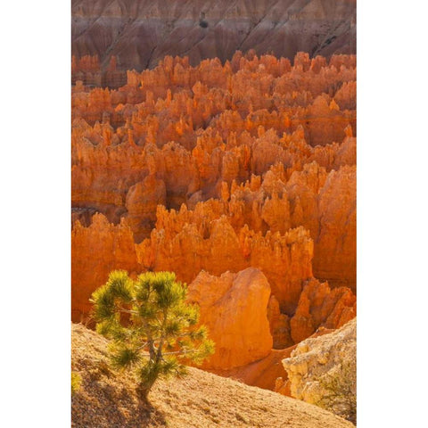 USA, Utah, Bryce Canyon NP Black Modern Wood Framed Art Print with Double Matting by Illg, Cathy and Gordon