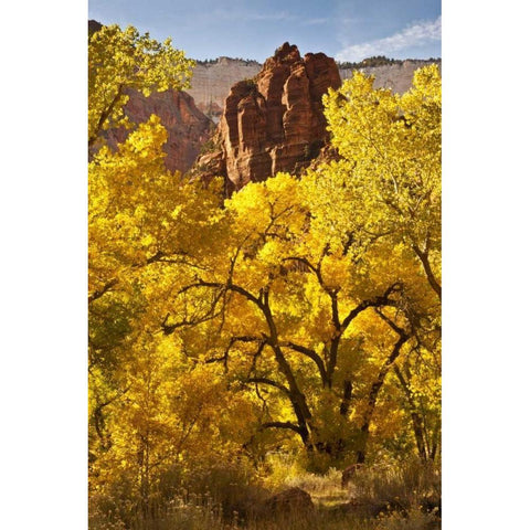 UT, Zion NP Autumn cottonwood and rock formation Gold Ornate Wood Framed Art Print with Double Matting by Illg, Cathy and Gordon