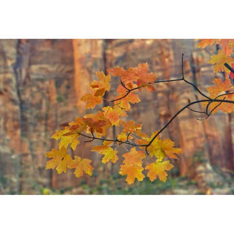 UT, Zion NP Autumn-colored maple leaves Black Modern Wood Framed Art Print by Illg, Cathy and Gordon