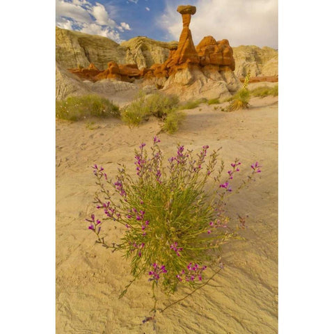 UT, Grand Staircase Escalante NM Flowers scenic Black Modern Wood Framed Art Print by Illg, Cathy and Gordon