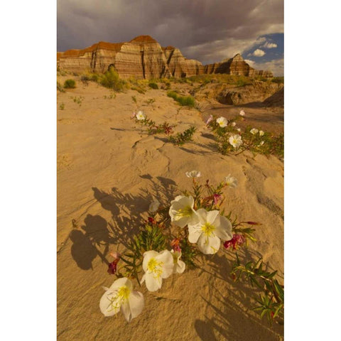 UT, Grand Staircase Escalante NM Delert Flowers Black Modern Wood Framed Art Print by Illg, Cathy and Gordon