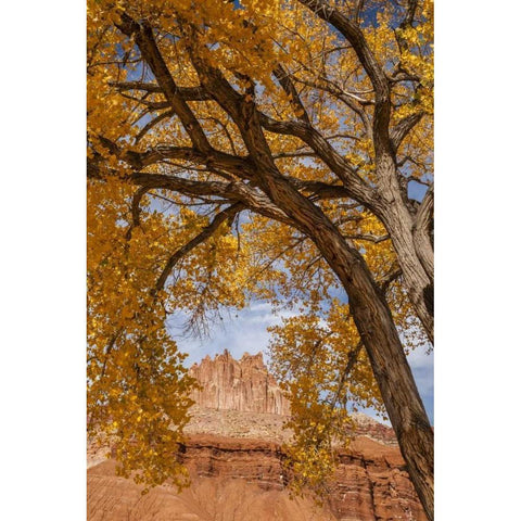 UT, Capitol Reef The Castle rock formation Black Modern Wood Framed Art Print with Double Matting by Illg, Cathy and Gordon